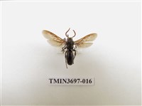 藏品(膜翅目(蜂))的圖片